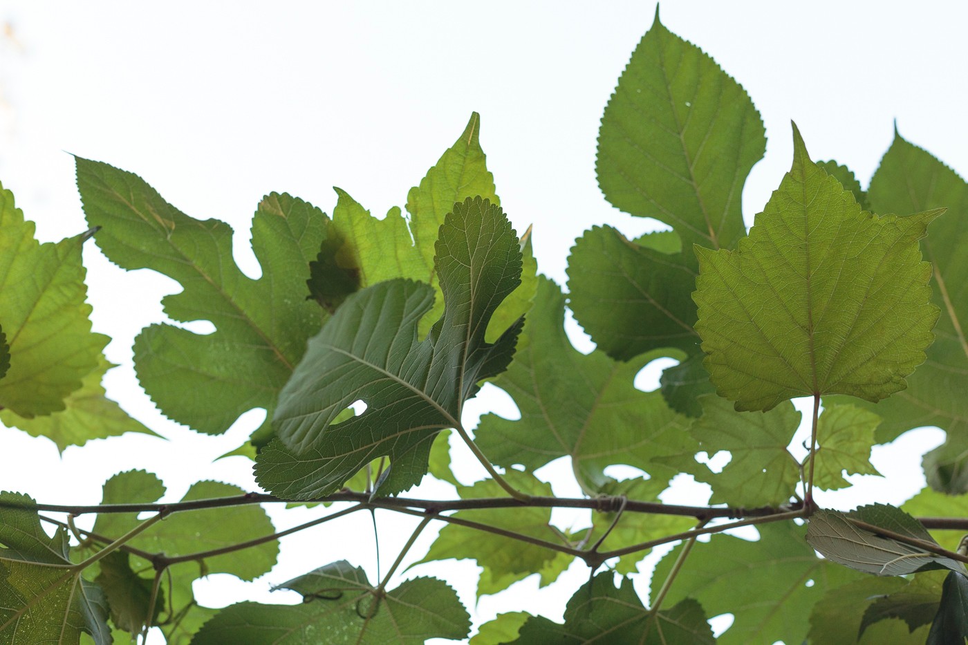 Work – Yoshiko Mori