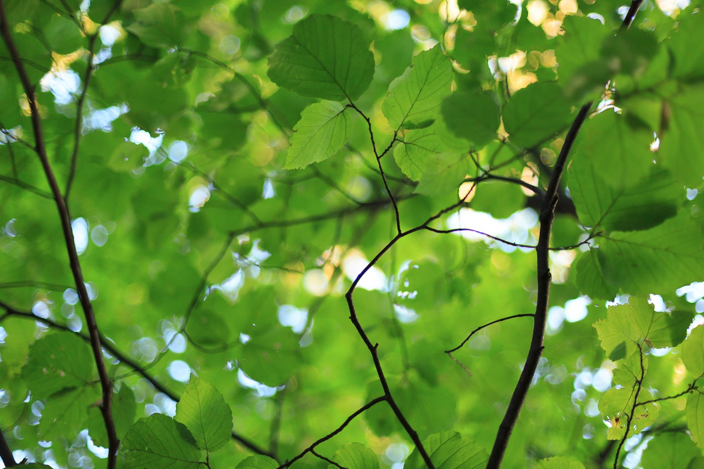 Work – Yoshiko Mori