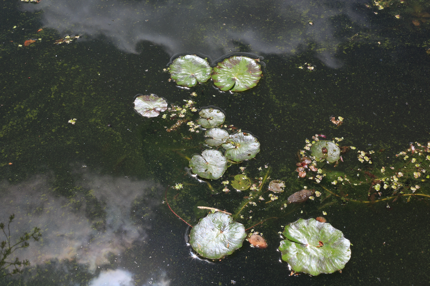 Work – Yoshiko Mori